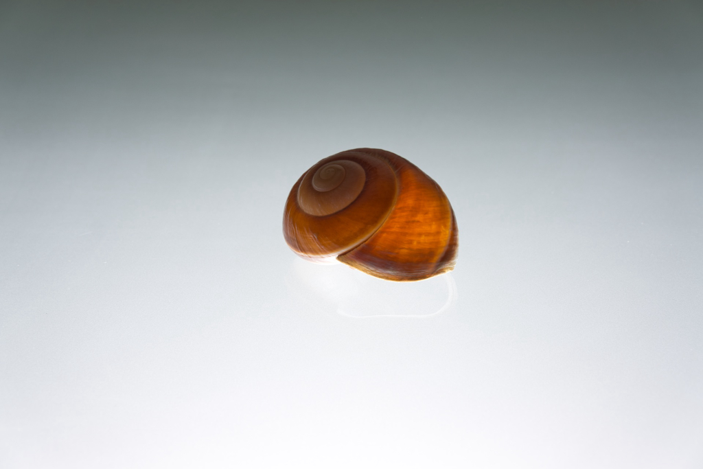 Galeriebild _DSC6958.jpeg
